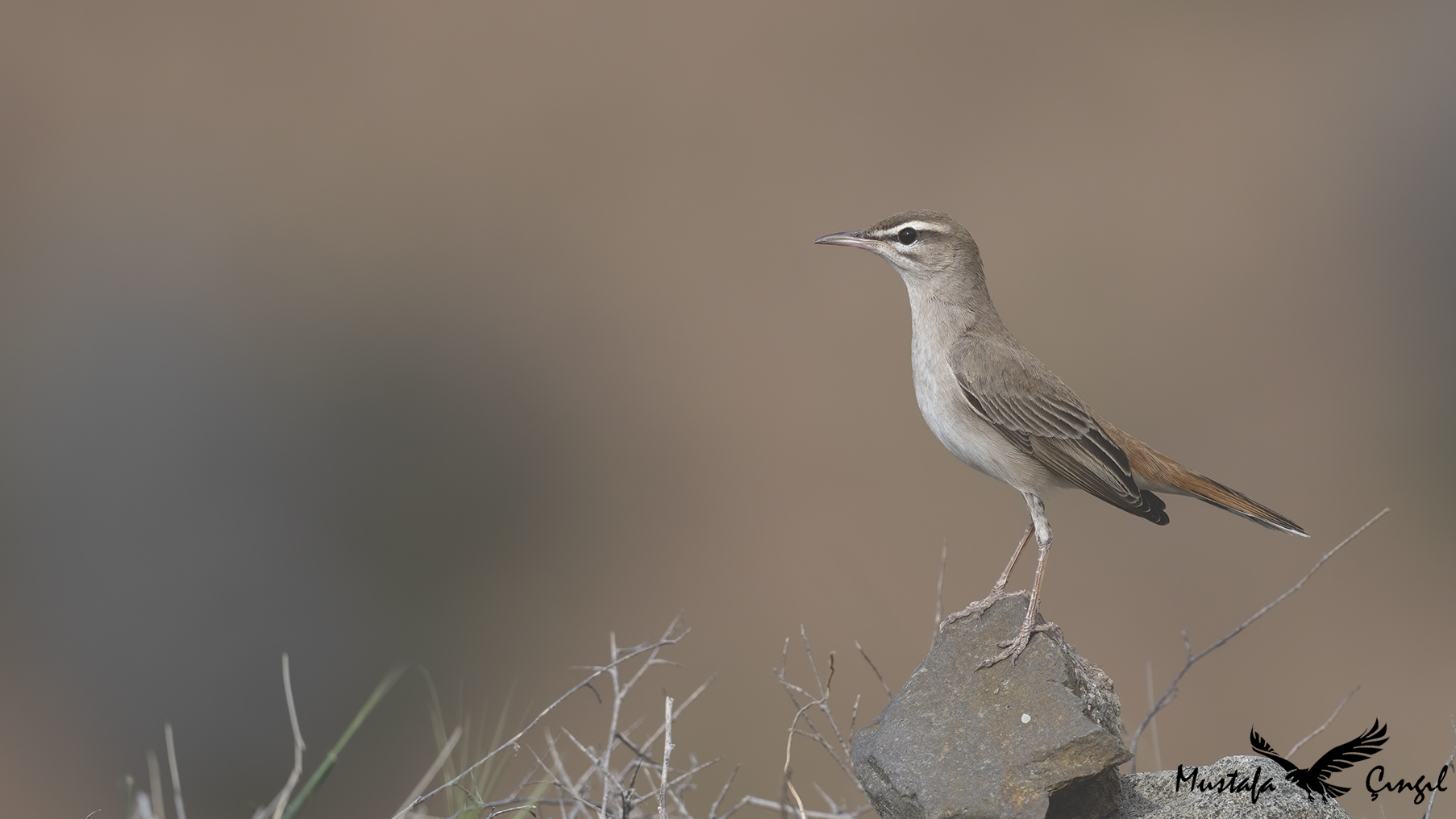 Rufous-tailed Scrub-Robin